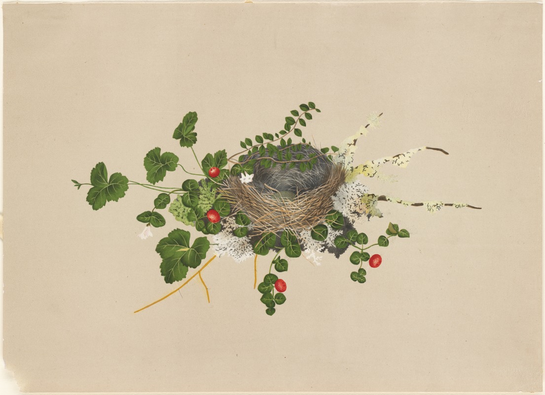 Bird's nest with vines