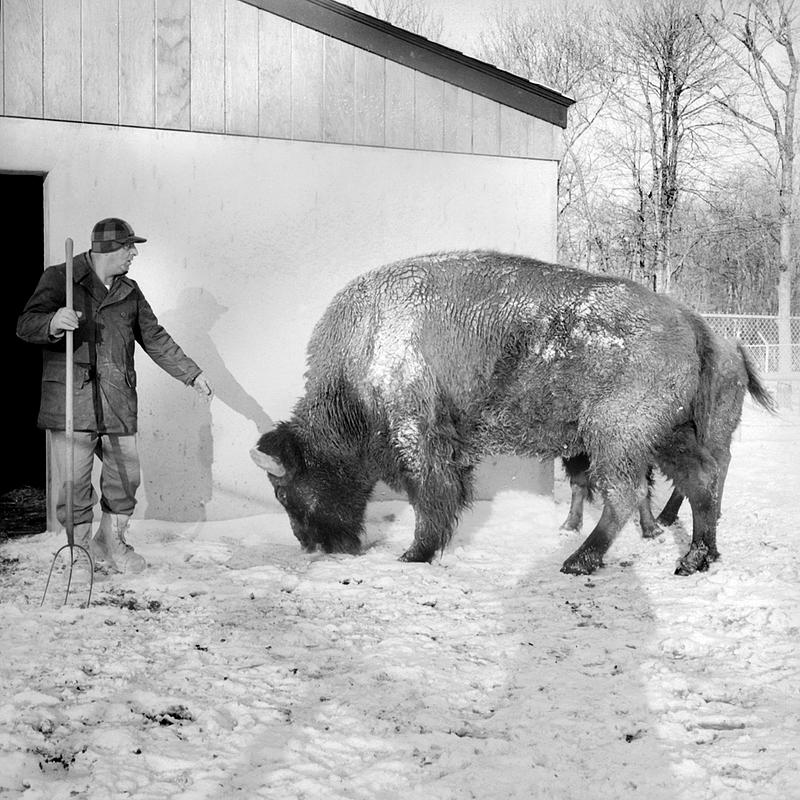 Buttonwood park zoo new bedford digital commonwealth