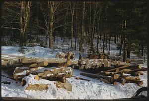 Pile of logs in wooded area