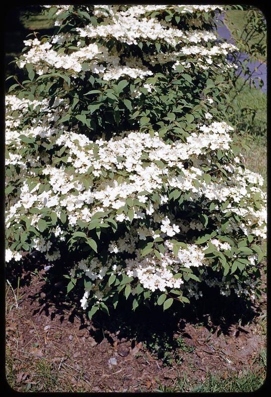 White flowers Arnold Arboretum