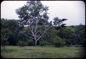 Arnold Arboretum