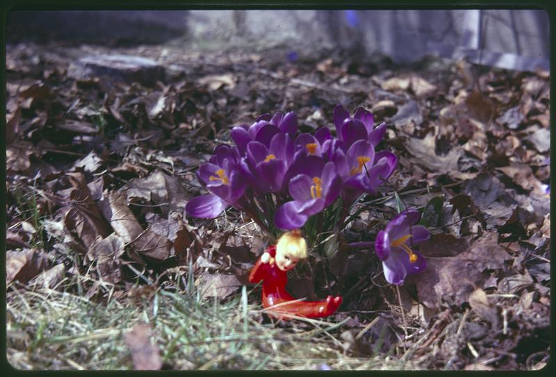 Crocuses, figurine in foreground