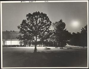 Trees on the lawn surrounding the Koussevitzky Music Shed