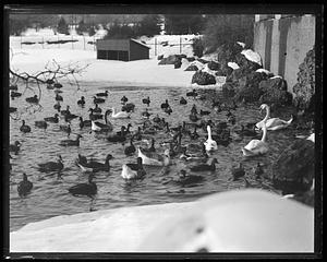 Franklin Park - ducks, geese, etc.
