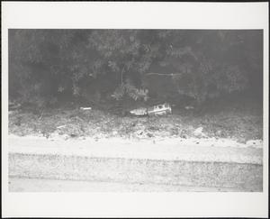 Litter among hedges