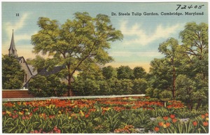 Dr. Steels Tulip Garden, Cambridge, Maryland