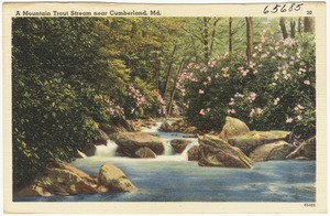 A mountain trout stream near Cumberland, Md.