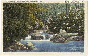 A mountain trout stream near Hagerstown, Md.