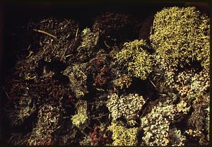 Lichens for study