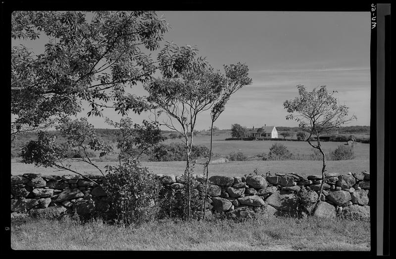 Saplings and a stone wall, Chilmark, Martha's Vineyard