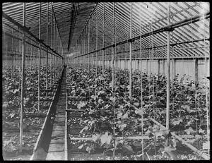 Cucumbers under glass