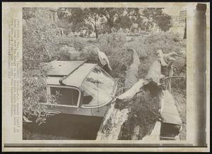 Survey Damage--H.J. Corbett (left) of Tampa looks over the damage to his station wagon pinned under oak tree that was blown by winds from Hurricane Gladys.