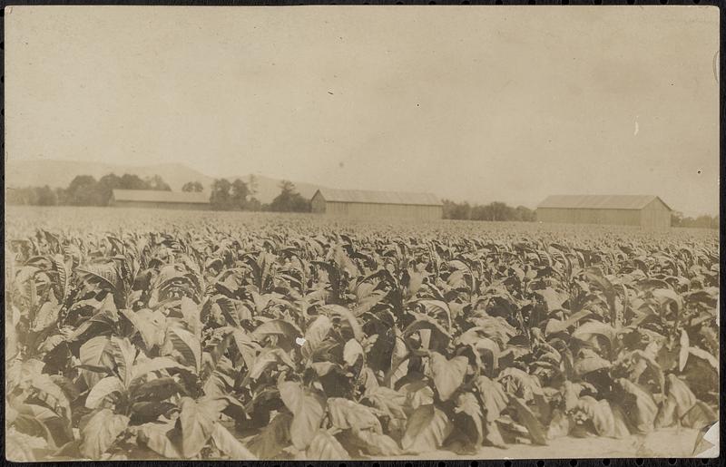 Tobacco field