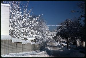 Snow covered trees and plowed street