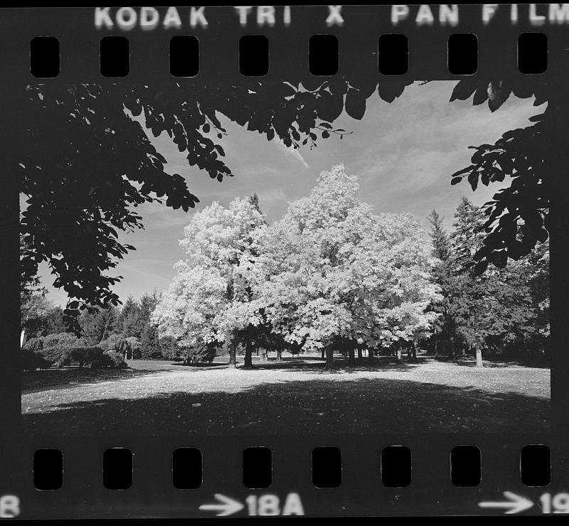 Atkinson Common foliage - Digital Commonwealth