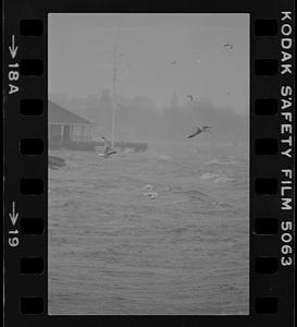 Gulls in storm at American Yacht Club