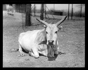 Cow