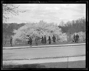 Arnold Arboretum, Forest Hills