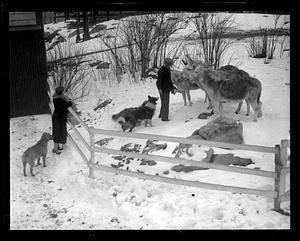 Man feeding donkeys while woman and dogs looks on