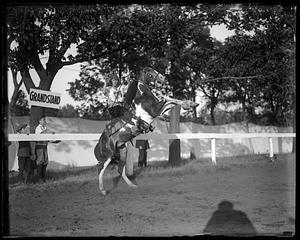 A horse on its hind legs