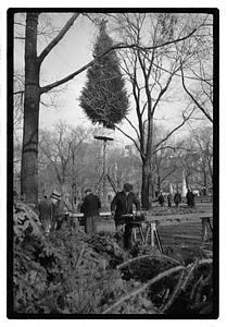Setting up Christmas tree, Boston Common