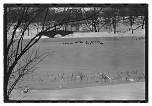 Snow pictures - Fenway