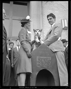 "Queen Huskey" puppy
