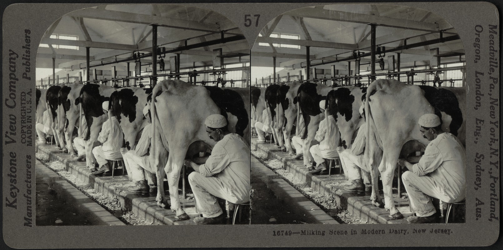 Milking scene in modern dairy, Plainsboro, New Jersey