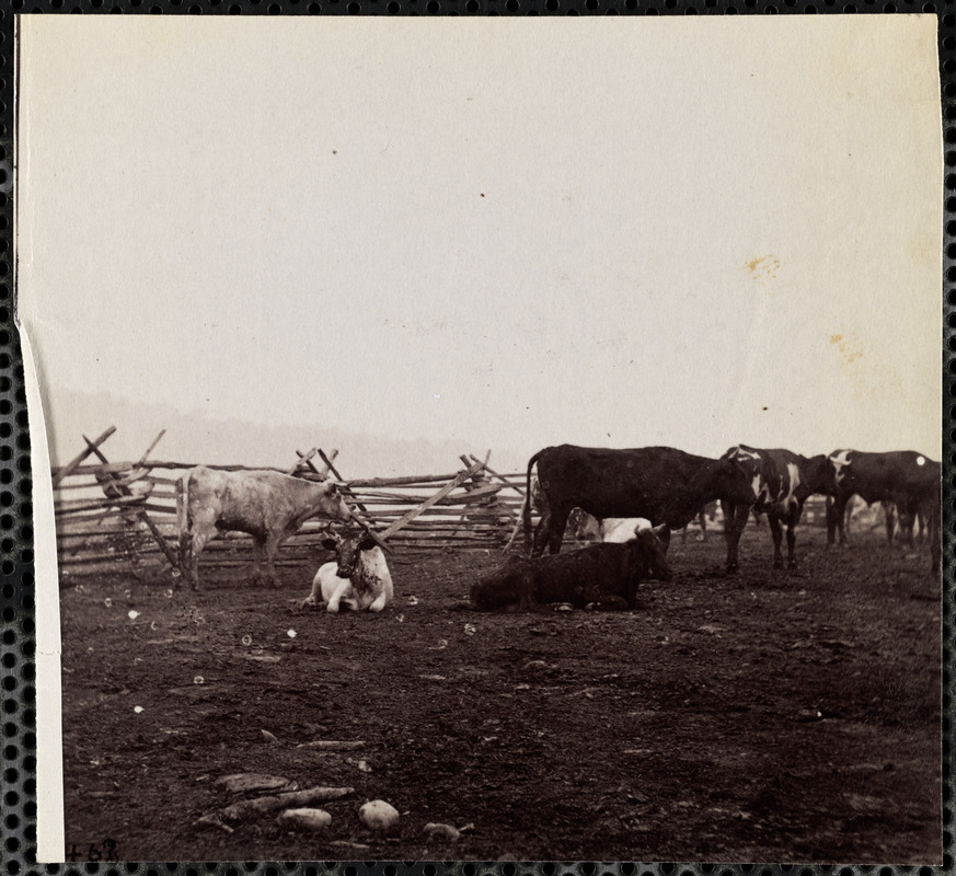 Cattle Corral Near City Point