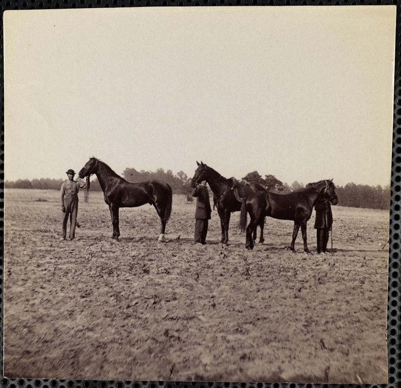 General Grant's horses, Cold Harbor, Virginia