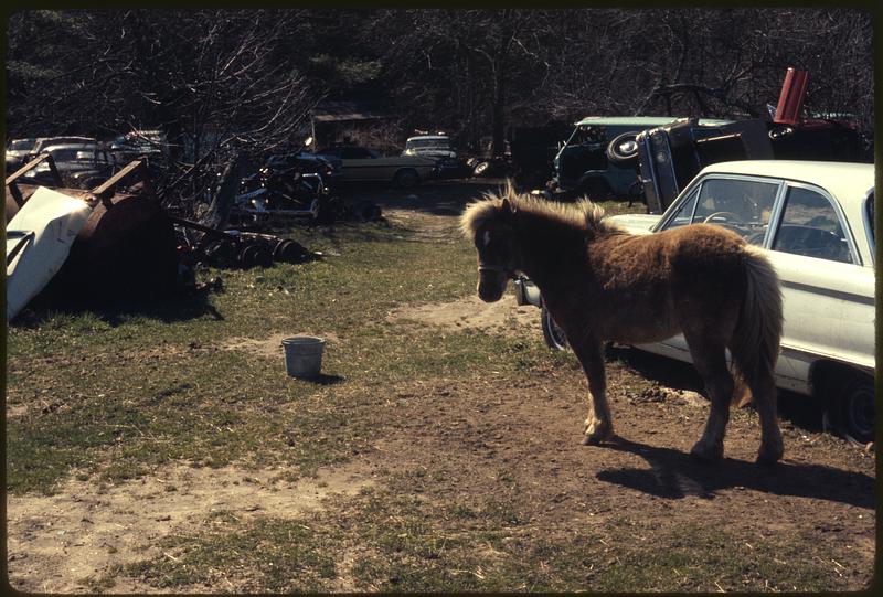 Auto junk yard, Marion, Mass.