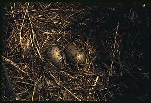 On Great Brewster Island - seagull eggs