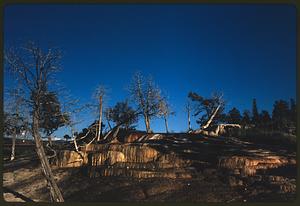 Trees on rock terraces, Yellowstone National Park, Wyoming