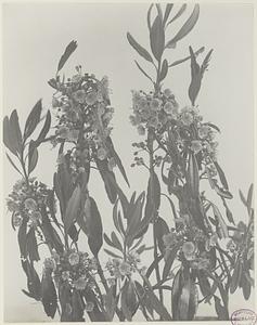 85. Kalmia angustifolia, sheep-laurel, lambkill, wicky