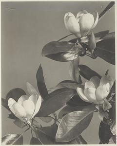 351. Magnolia virginiana, laurel magnolia, sweet bay