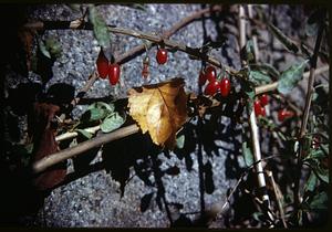 Red berries and a dried leaf