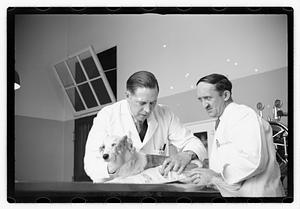Dr. Dailey Angell Memorial Animal Hospital