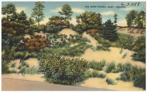 The sand dunes, Gary, Indiana