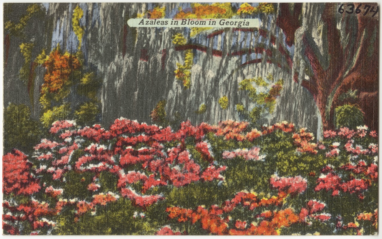 Azaleas in bloom in Georgia