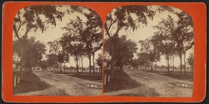 View of a tree-lined dirt road leading to buildings