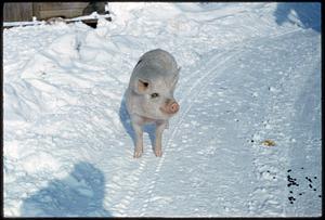 Pig standing in snow