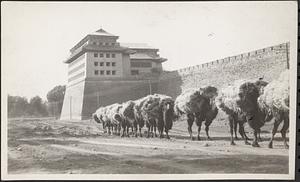 Camel trains outside city wall