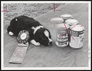 "Dollie" Frost Page Best Puppy half Shepherd-half collie owned by Mike Cannata 3t Forbes St. Jamaica Plan. Puppy went to sleep immediately after award.