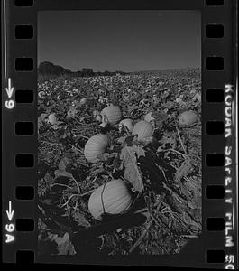 Newbury pumpkins