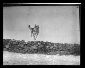 Dog jumping over a stone wall
