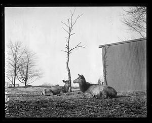 Mrs. Elk & youngster