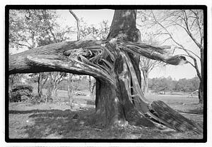 Damaged tree