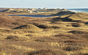 Red Gate Farm - Dune - Lily Pond