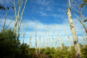 Woods Preserve - Dead Oaks