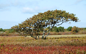 Quansoo - Sculpted Oak